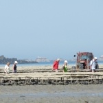 Les Huîtres bretonnes de Port Lazo