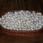 Les cocos de Paimpol