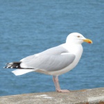 Une île accueillant une grande diversité d'oiseaux