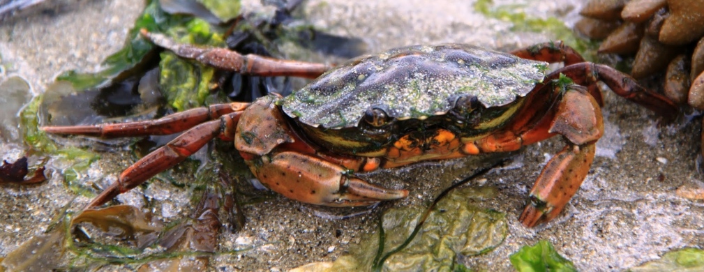 La pêche à pied <span>: activité ludique lors de vos vacances près de Paimpol<span>