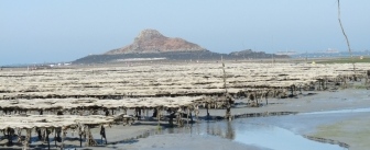 Parcs à huîtres de Port Lazo